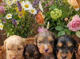 Stunning toy cockerpoo puppies
