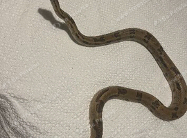 Multiple snakes to rehome