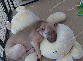 6 month old little boy chow x mali