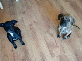 2 beautiful 11 week old puppies