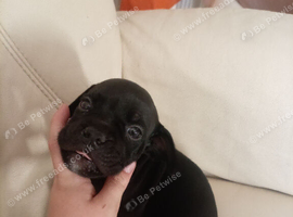 Beautiful 8 week old male French bulldog pup