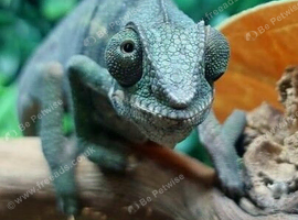 Red Ambilobe Panther Chameleons at Birmingham Reptiles