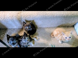 4 beautiful little kittens 8 weeks ready to go
