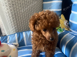 Tiny poodle asian boy
