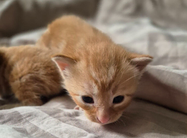 Beautiful kittens