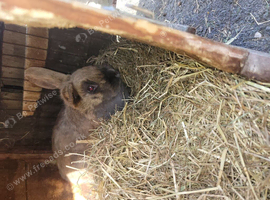2 adult rabbits