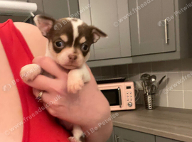 Chihuahua FEMALE