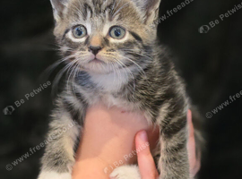 Chinchilla Persian x Maine Coon Kittens