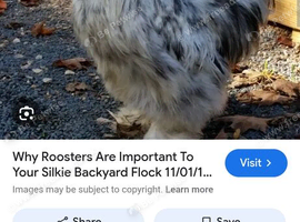 Splash or blue bearded silkie cockerel