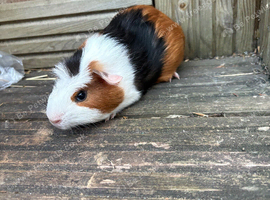 2 baby guinea pig girls ready now