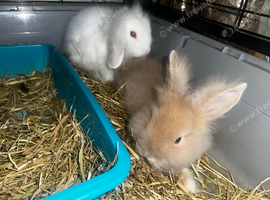 Netherland dwarf bunnies