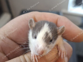 Baby Female Rats For Sale