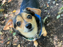 Chihuahua and dachshund