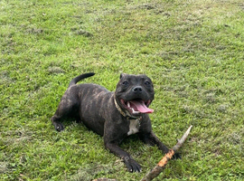 Staffy