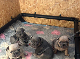 Kc reg & genetic tested French bulldog pups