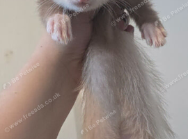 10 week old semi sandy hob