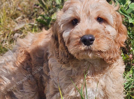 Lovely cockapoo x cockailer puppies for sale