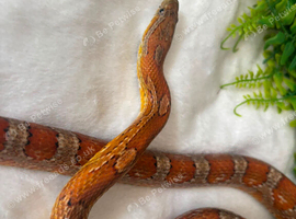 Tango the corn snake