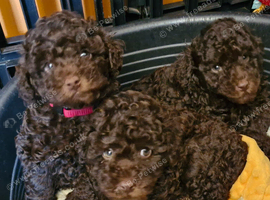 Gorgeous KC REG chocolate toy poodle pups