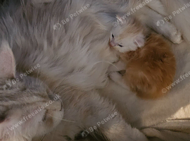 Part Maine Coon kitten
