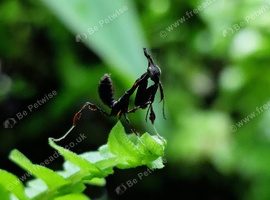 2nd/3rd/4th instar Ghost mantis