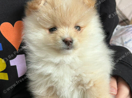 Beautiful pomeranian puppies
