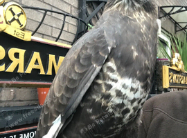 Stunning male buzzard for sale