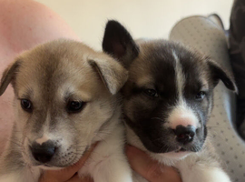 Rescued Husky cross puppies need a loving home