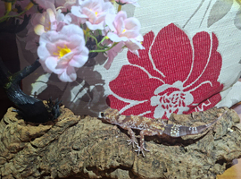 Male Australian Barking gecko