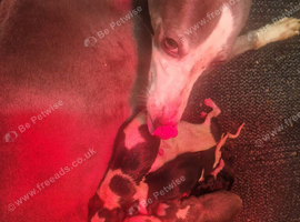Whippet puppies kc registered