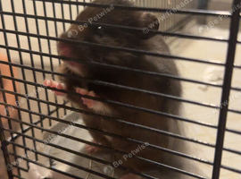 Syrian hamster