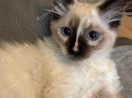 LAST  girl stunning ragdoll extremely loving