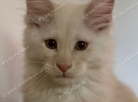 Cream Red Maine Coon Kitten- ready to leave