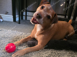 4 yr old parson russell terrier boy