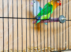 A pair of love bird