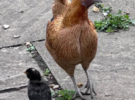 2 polish hens and one polish chick 1 other breed hen and cockerel