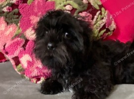 Miniature Male Poodle cross Shih Tzu