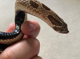 Male conda hognose