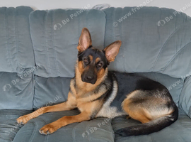 Beautiful German shepherd female