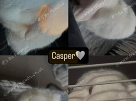 REW albino mini lop