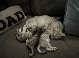 Bsh female kitten