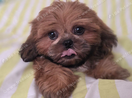 Imperial Shih Tzu Puppy