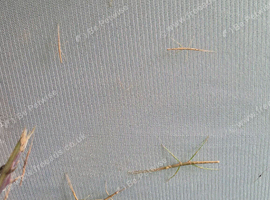 Lots of baby stick insects for rehoming