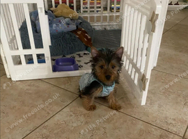 Two Yorkshire terrier pups
