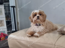 Beautiful 2-Year-Old Female Shih Tzu &ndash; Loving Home Wanted