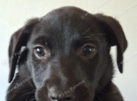 Patterdale X Welsh collie