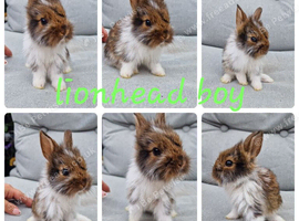 2 beautiful lionhead boys