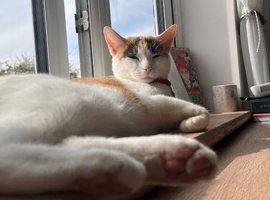 Loving calico needing new home