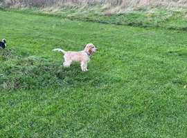 Cocker spaniel boy