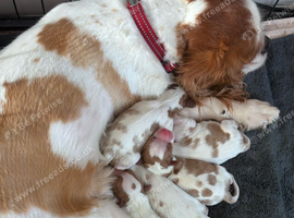 Cavalier puppies reduced last few
